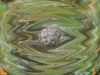 Minibild av simmande slempropp