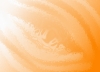 Minibild av aprikosfrgade krumbukter